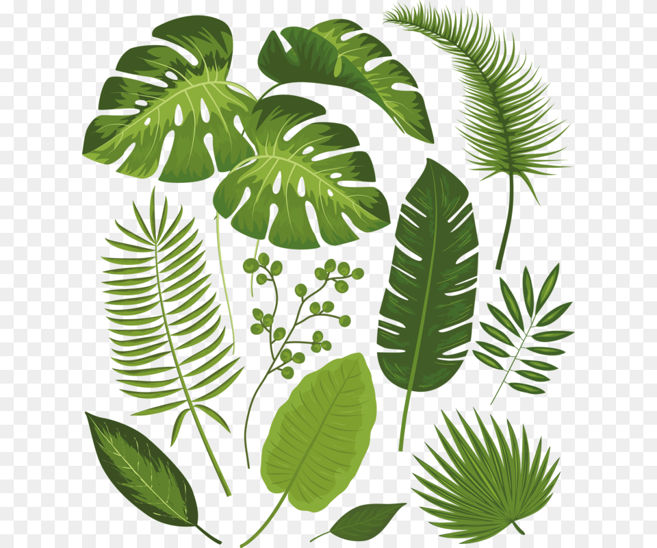 Foto Avtor Lili Na Yandeks Tropical Leaves Palm Banana Monstera Throw Blanket, Fern, Tree, Rainforest, Plant Png