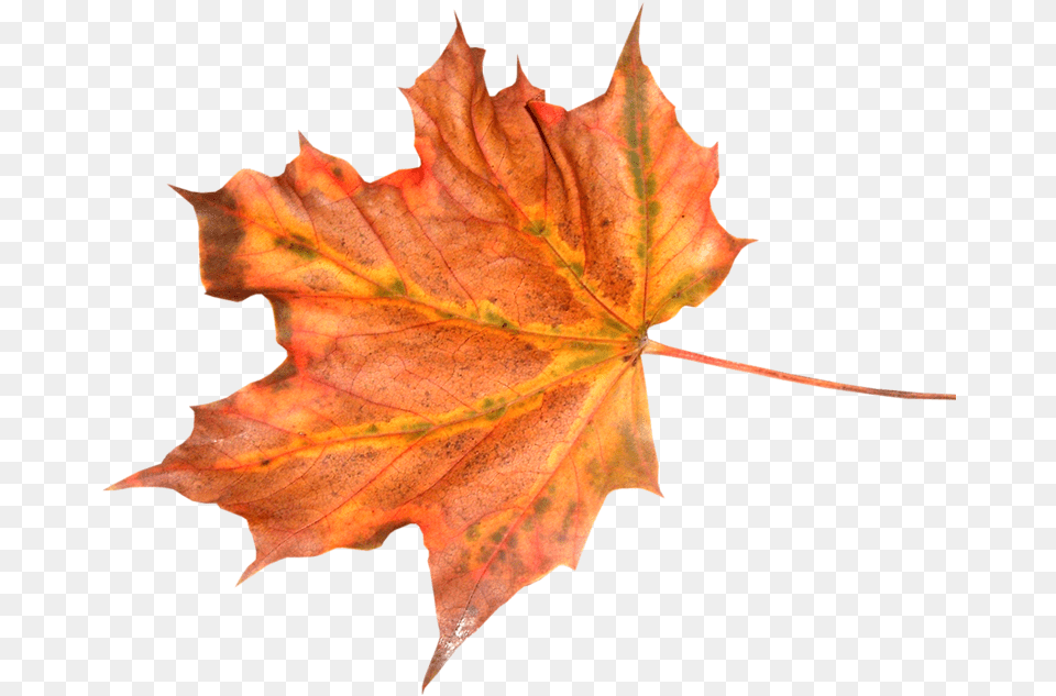 Foto Avtor Manul Na Yandeks Autumn Leaf Texture, Plant, Tree, Maple, Maple Leaf Free Transparent Png