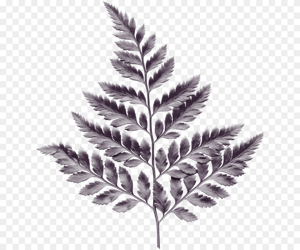 Foto Avtor Mircliparta Na Yandeks Pond Pine, Fern, Leaf, Plant Png Image