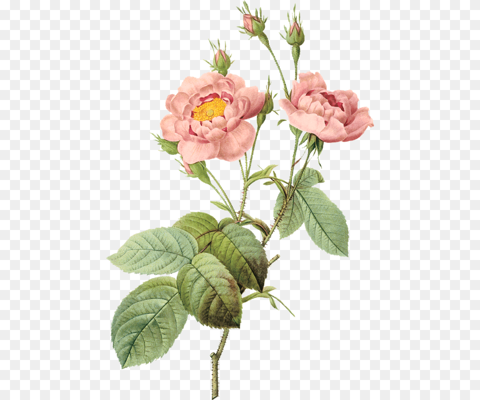 Foto Avtor Missis Pierre Joseph Redoute, Flower, Petal, Plant, Rose Png Image