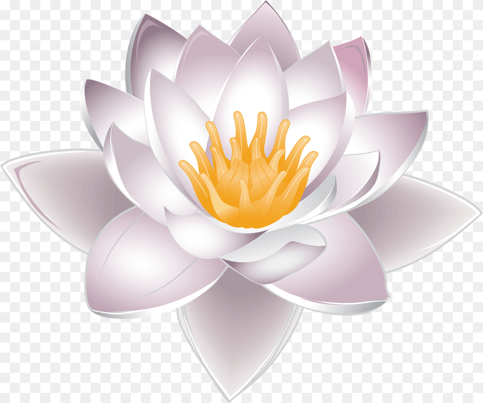 Foto Avtor Soloveika Na Yandeks Sacred Lotus, Flower, Lily, Plant, Pond Lily Free Png Download