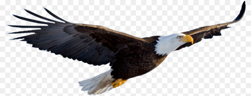 Foto De Aguila Americana Aguila, Animal, Bird, Eagle, Flying Png Image