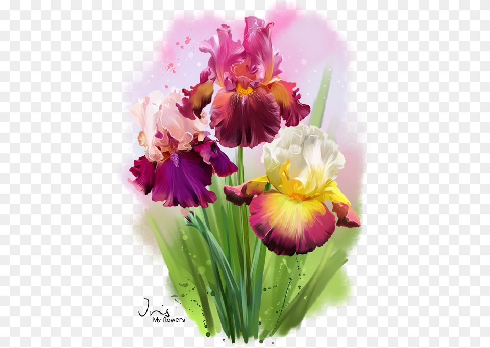 Fotografiya Watercolor Painting, Flower, Iris, Plant, Flower Arrangement Free Png Download