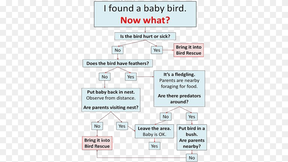 Found A Baby Bird Now What Bird, Scoreboard, Diagram, Uml Diagram Free Png Download