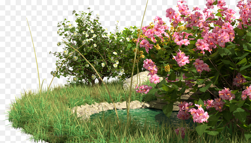 Fountain Grass, Flower, Garden, Geranium, Nature Png
