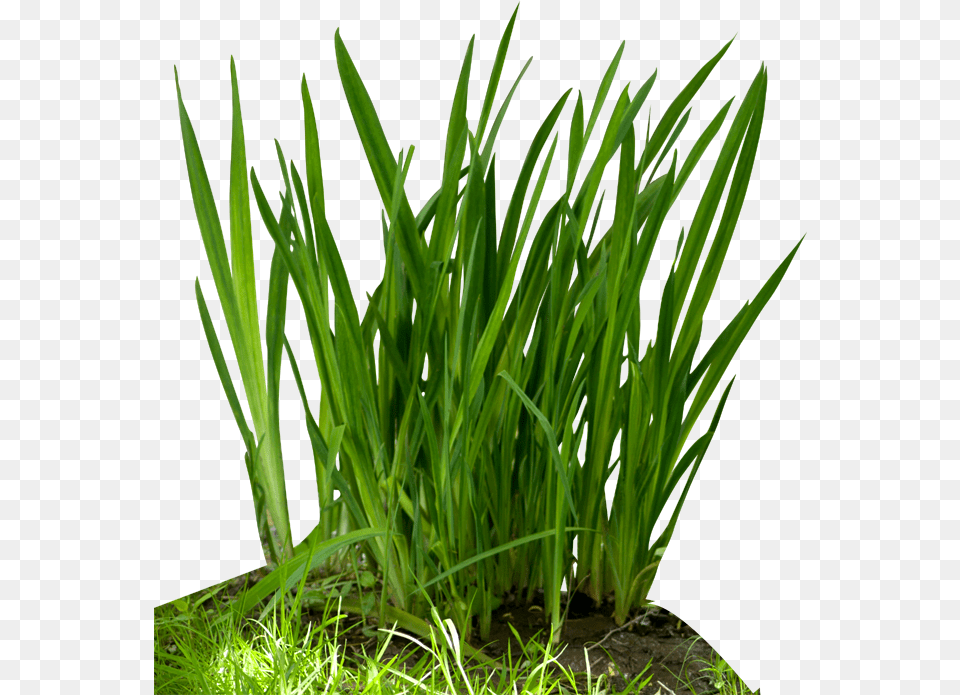 Fountain Grass Grass Food Chain, Plant, Produce Free Transparent Png
