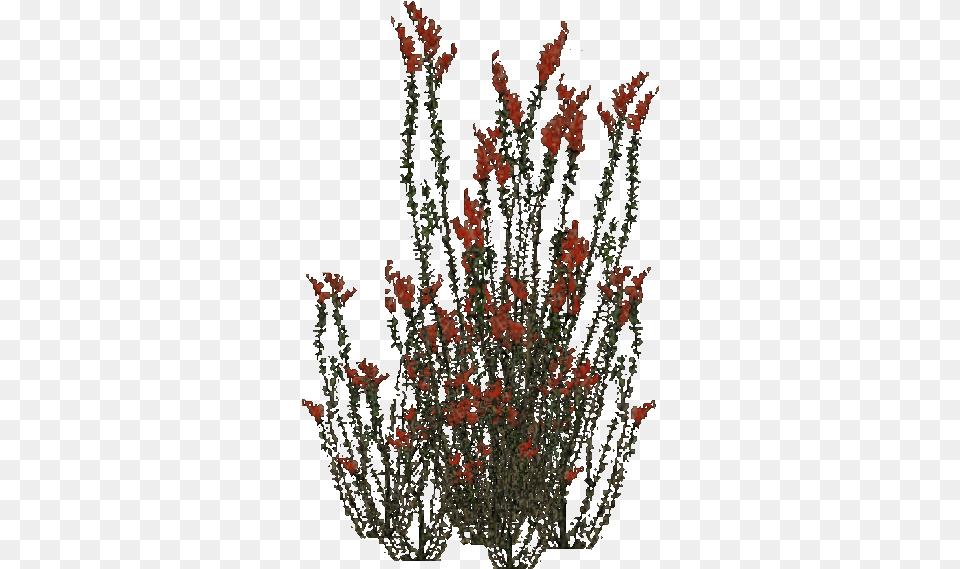 Fouquieria Splendens, Flower, Flower Arrangement, Plant, Vegetation Free Transparent Png