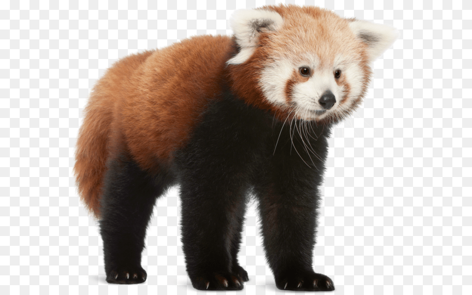 Four Blind Cubs Newborns Are Only Able To See Clearly Red Panda On White Background, Animal, Bear, Mammal, Wildlife Free Transparent Png