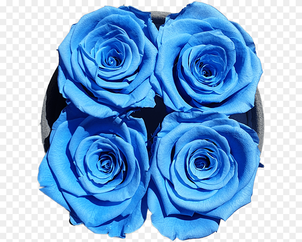 Four Blue Forever Rosesclass Lazyload Lazyload Fade Floribunda, Flower, Plant, Rose, Flower Arrangement Free Png