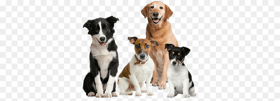 Four Dogs Sitting Closely Together With Calm Happy Dog Images Hd, Animal, Canine, Mammal, Pet Free Png Download