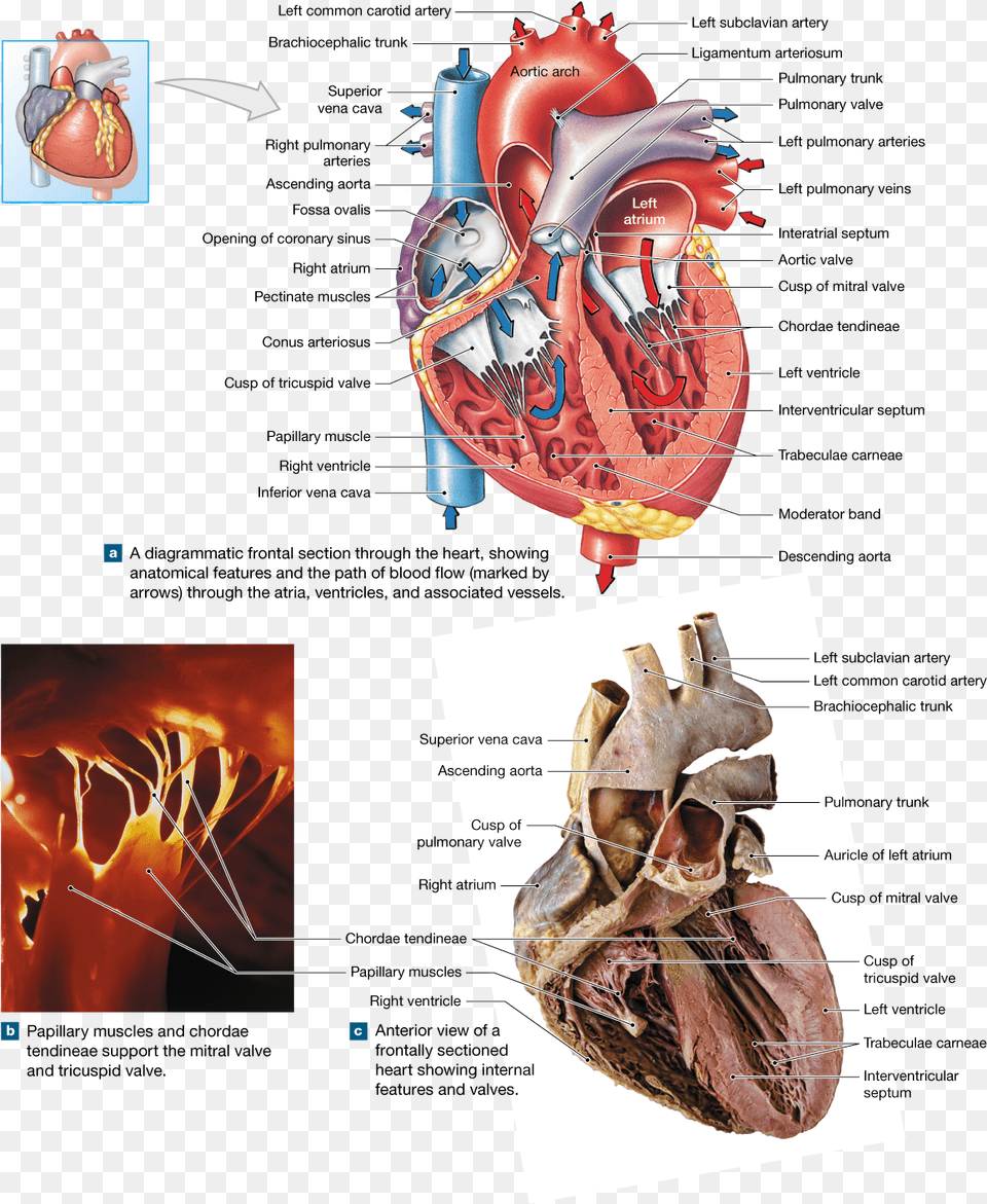 Four Labelled Dissection Of A Heart, Baby, Person Free Png