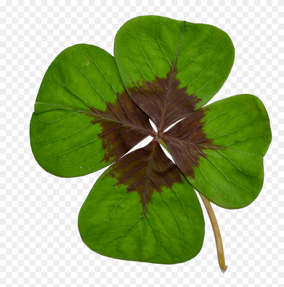 Four Leaf Clover Plant Free Png