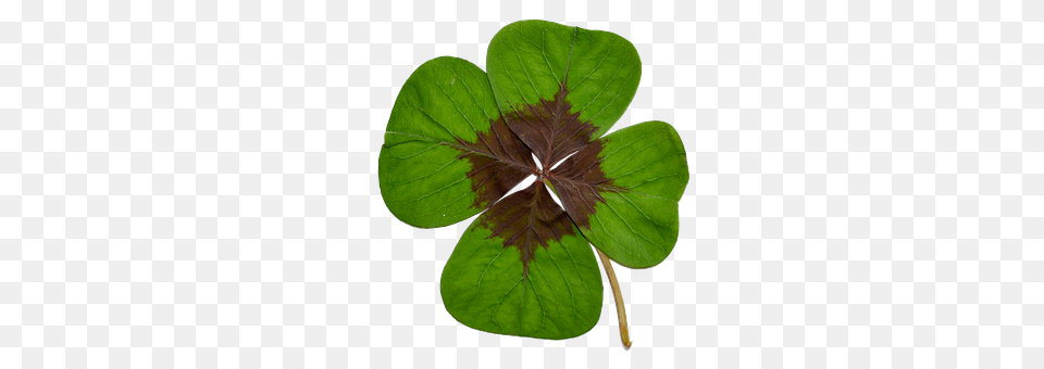 Four Leaf Clover Plant, Herbal, Herbs, Animal Png Image