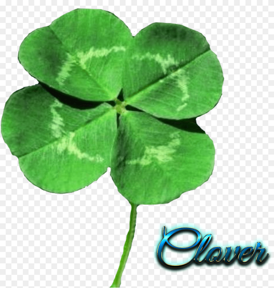 Four Leaf Clover Transparent Background, Plant Png Image