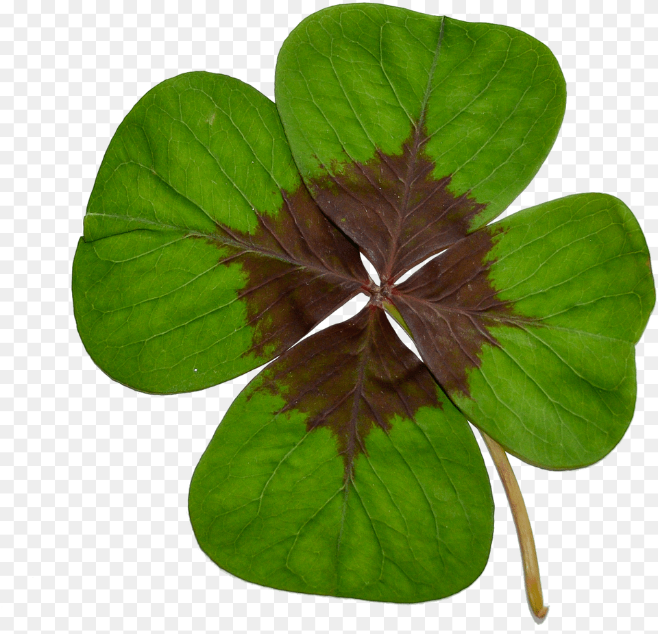 Four Leaf Cloverluckgreennaturetransparent Background Clover, Plant Png