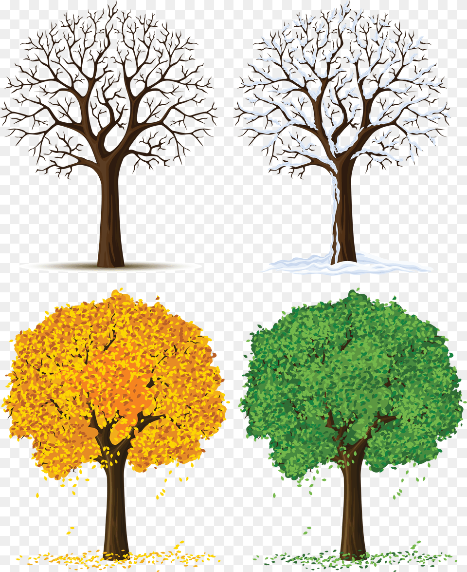 Four Seasons Tree Clipart Tree Changes During Seasons, Plant, Tree Trunk, Art, Oak Png Image