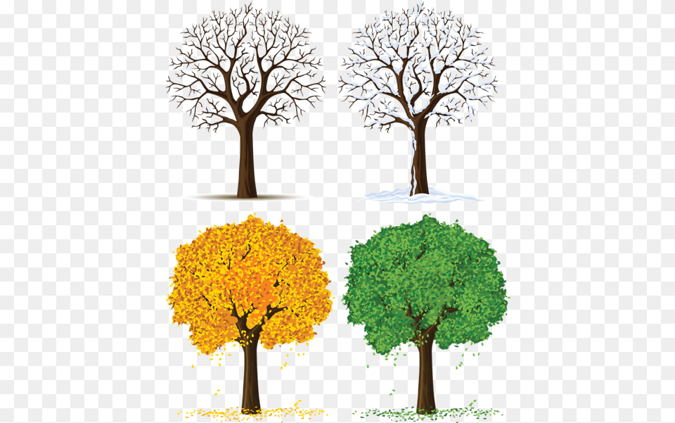 Four Seasons Trees Clipart Strom, Plant, Tree, Tree Trunk, Oak Free Png