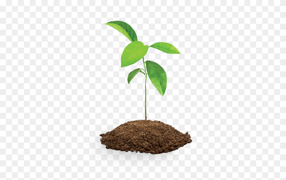 Four Tree Saplings Save The Children Shop, Soil, Plant, Person, Planting Free Transparent Png