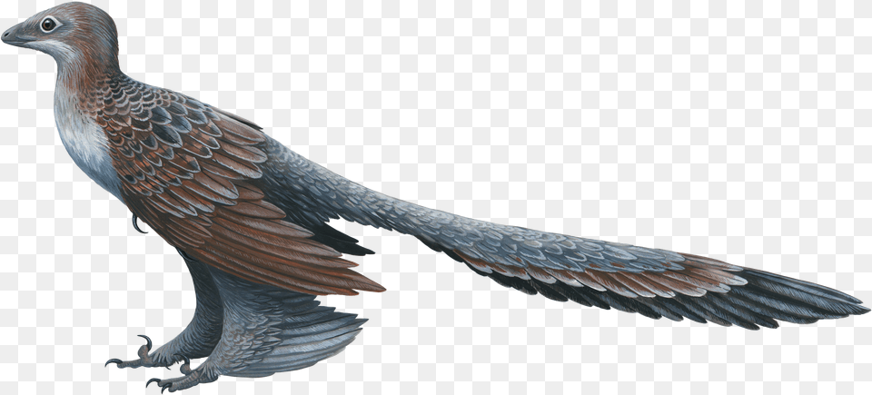 Four Winged Dinosaurs Free Transparent Png