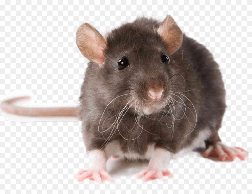 Fouseytube Sticker Rat Animal, Mammal, Rodent Free Png