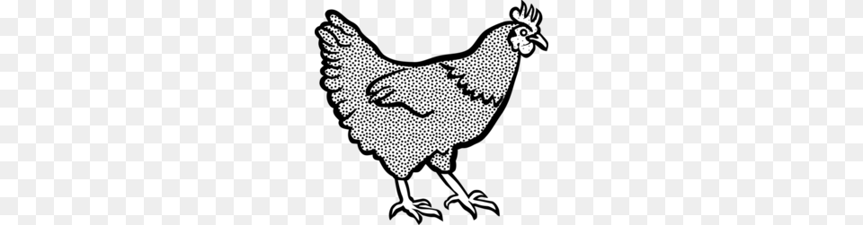 Fowl Clipart, Animal, Bird, Chicken, Hen Png Image