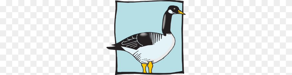 Fowl Clipart, Animal, Bird, Goose, Waterfowl Png