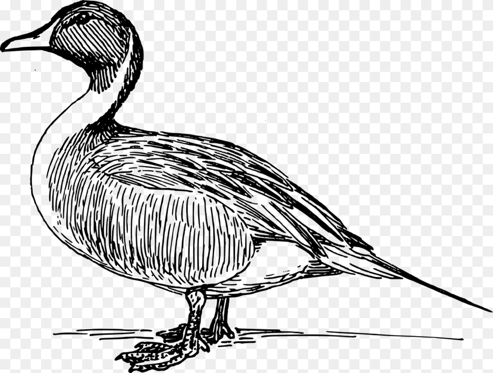 Fowlbeakgoose Free Duck Vector, Gray Png Image