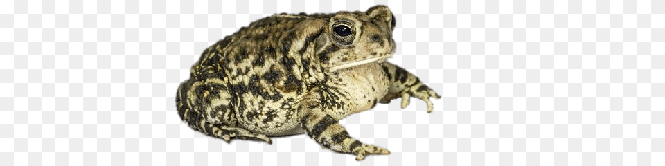Fowlers Toad, Animal, Wildlife, Amphibian, Lizard Free Png Download