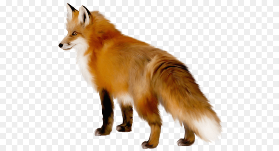 Fox, Animal, Canine, Dog, Mammal Free Png