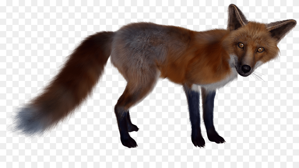 Fox, Animal, Canine, Dog, Mammal Free Transparent Png