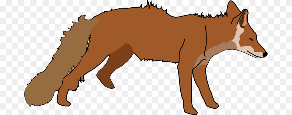 Fox, Animal, Coyote, Mammal, Canine Free Png