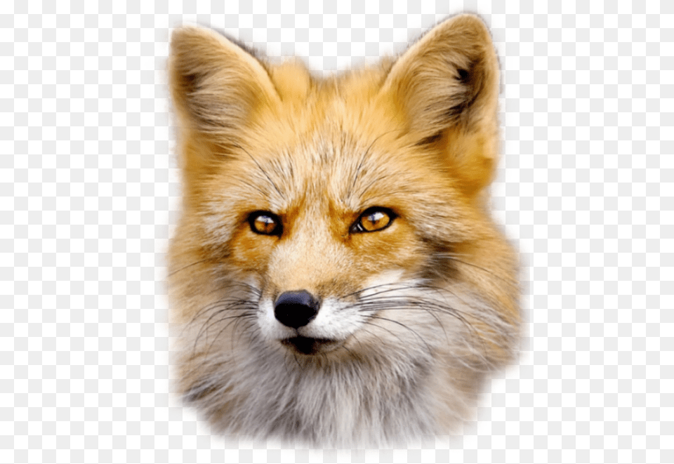 Fox, Animal, Canine, Mammal, Red Fox Free Png Download