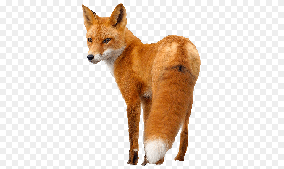 Fox, Animal, Canine, Dog, Mammal Png Image