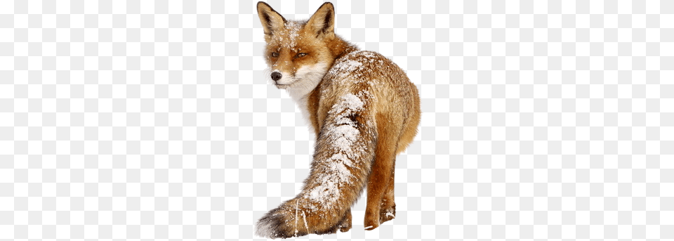 Fox, Animal, Canine, Mammal, Red Fox Free Transparent Png