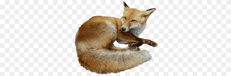 Fox, Animal, Canine, Mammal, Red Fox Free Png Download