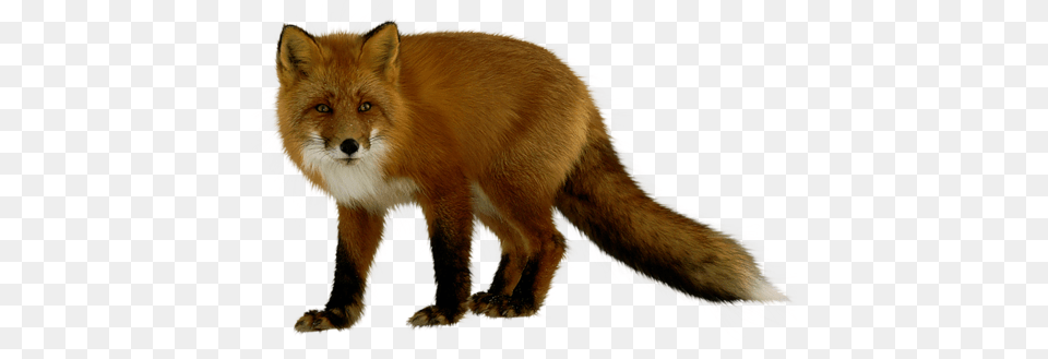 Fox, Animal, Canine, Mammal, Red Fox Free Png