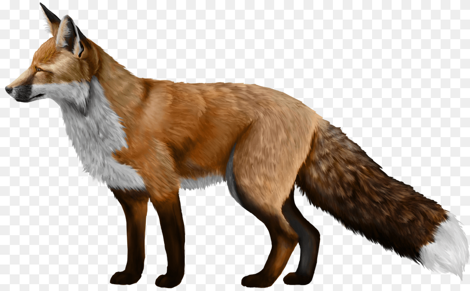 Fox, Animal, Canine, Mammal, Red Fox Free Png Download