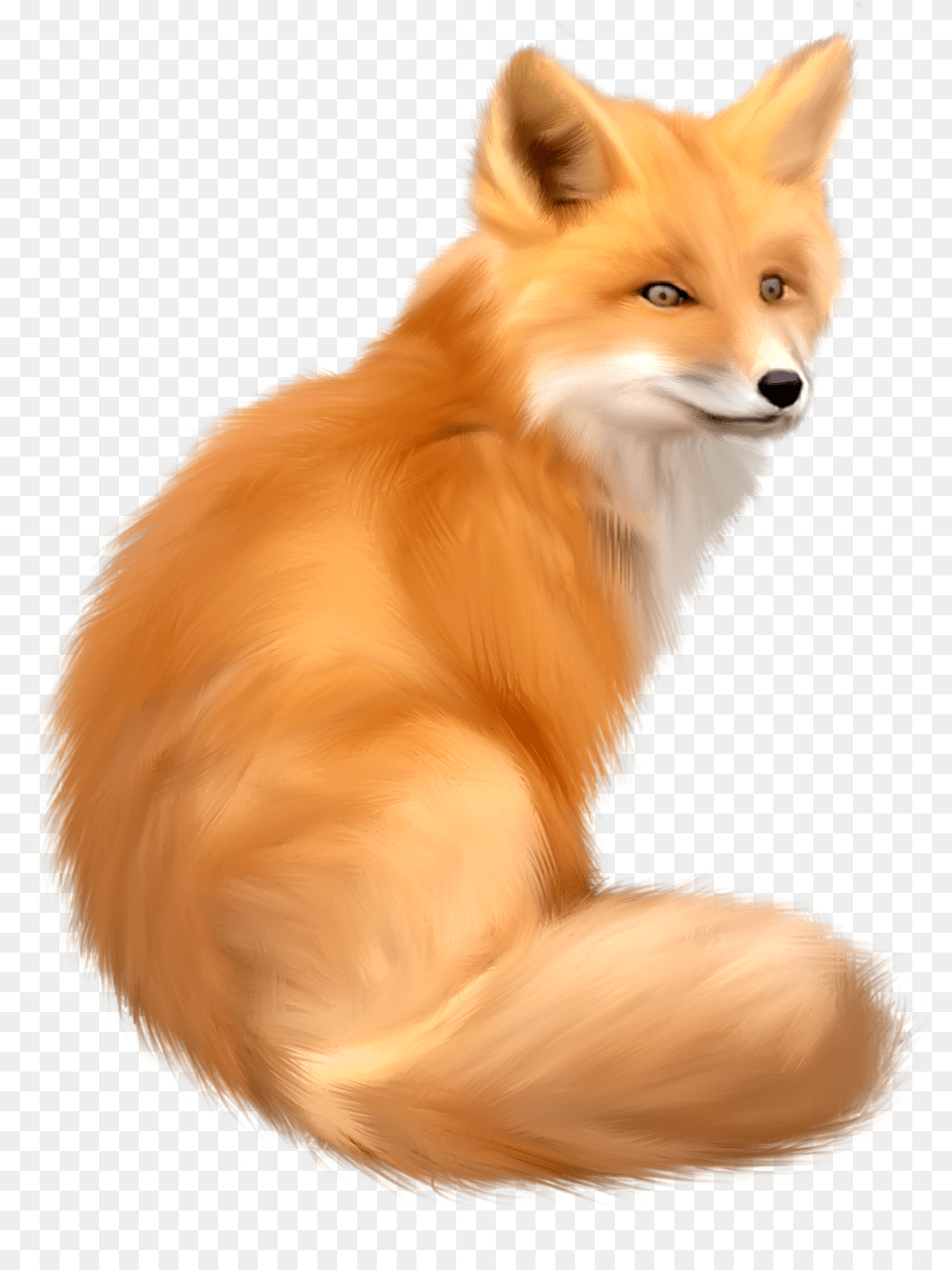 Fox, Animal, Canine, Mammal, Red Fox Free Png Download