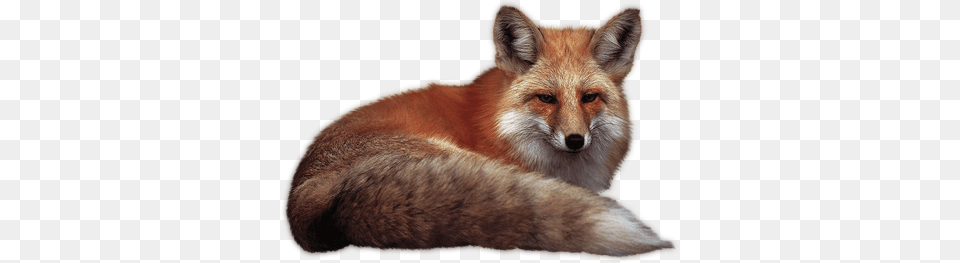 Fox, Animal, Mammal, Wildlife, Canine Png