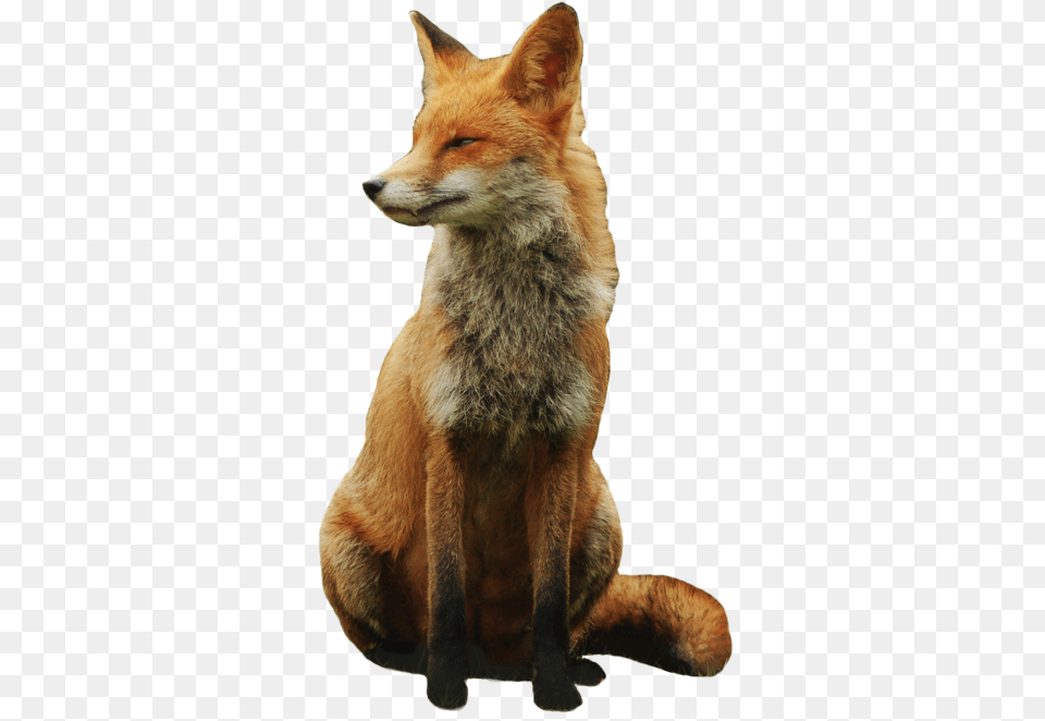 Fox, Animal, Canine, Mammal, Red Fox Free Png