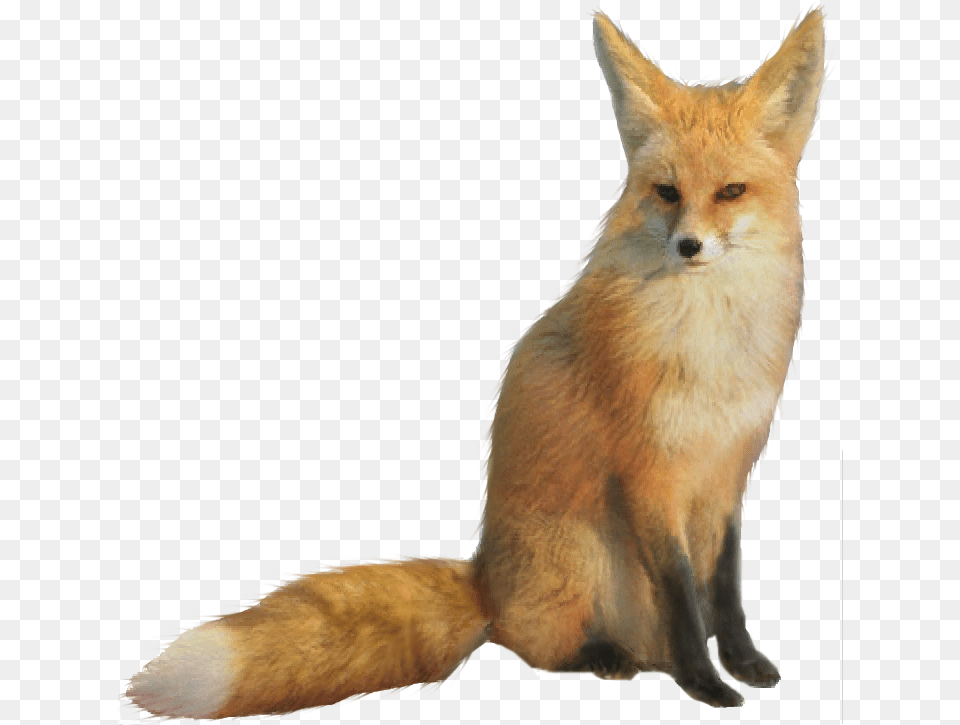 Fox, Animal, Mammal, Wildlife, Canine Free Png Download