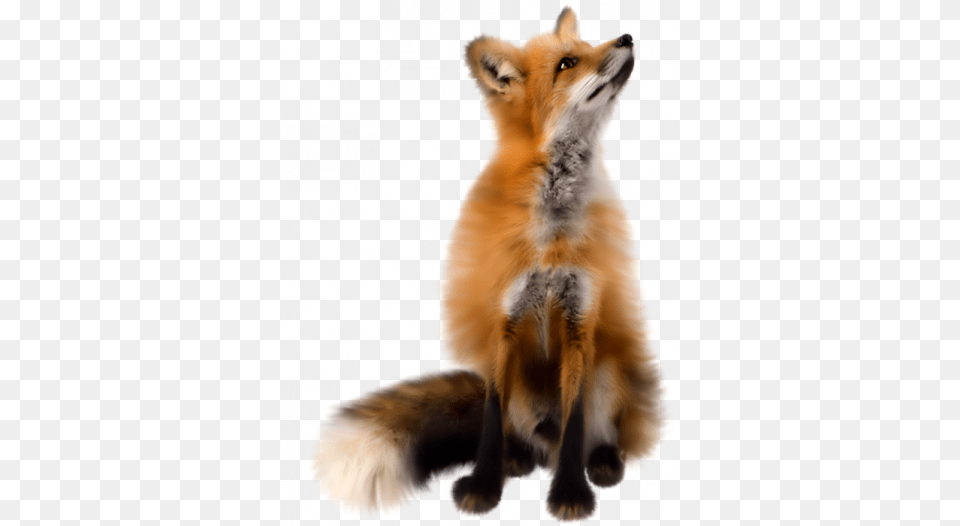 Fox, Animal, Mammal, Wildlife, Canine Free Png