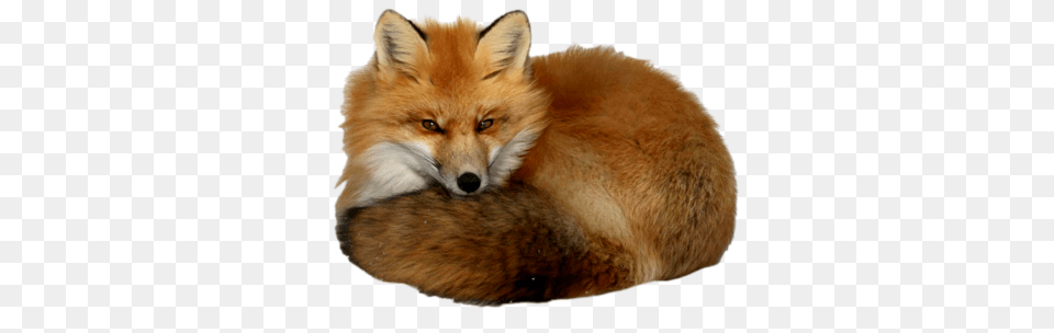 Fox, Animal, Canine, Mammal, Red Fox Free Transparent Png