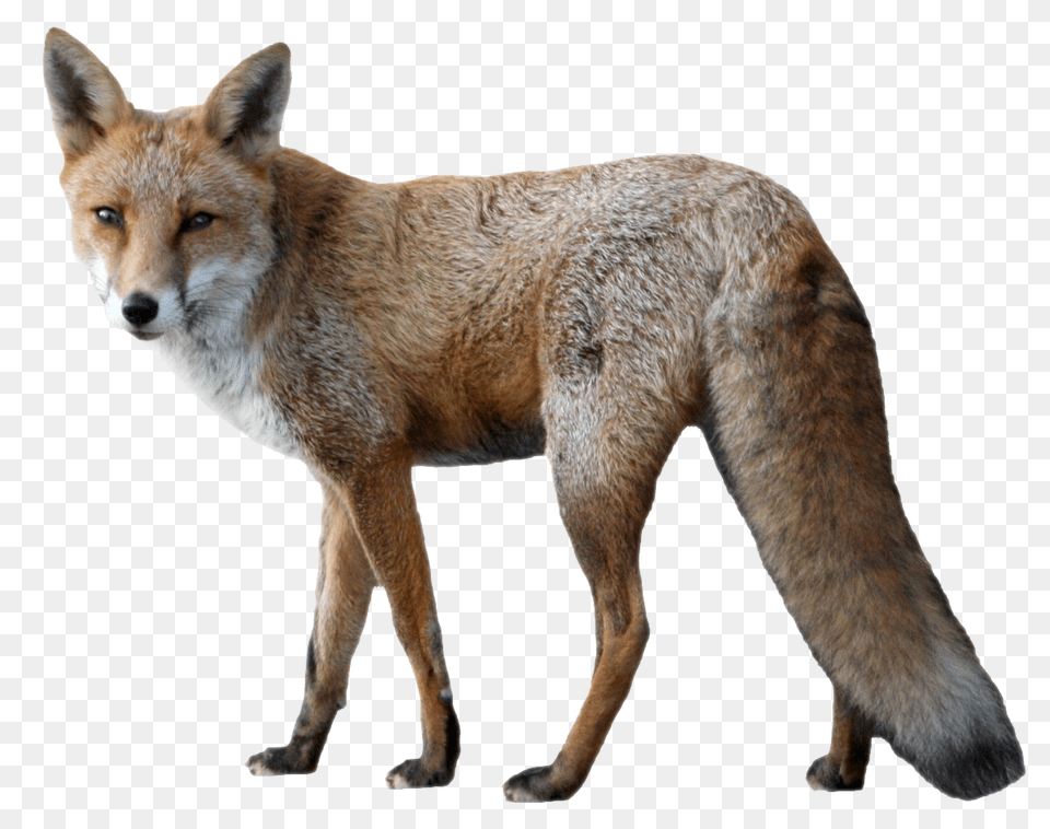 Fox, Animal, Canine, Dog, Mammal Free Png Download