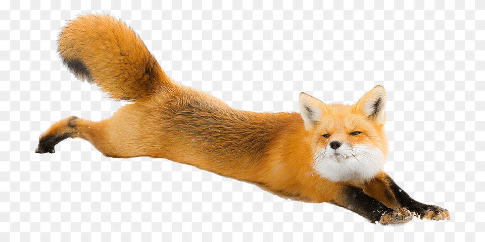 Fox, Animal, Canine, Dog, Mammal Png Image