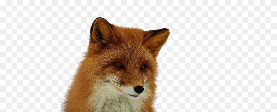 Fox, Animal, Canine, Mammal, Red Fox Png