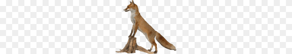 Fox, Animal, Canine, Dog, Mammal Free Transparent Png