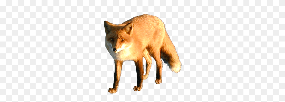 Fox, Animal, Canine, Dog, Mammal Free Png Download