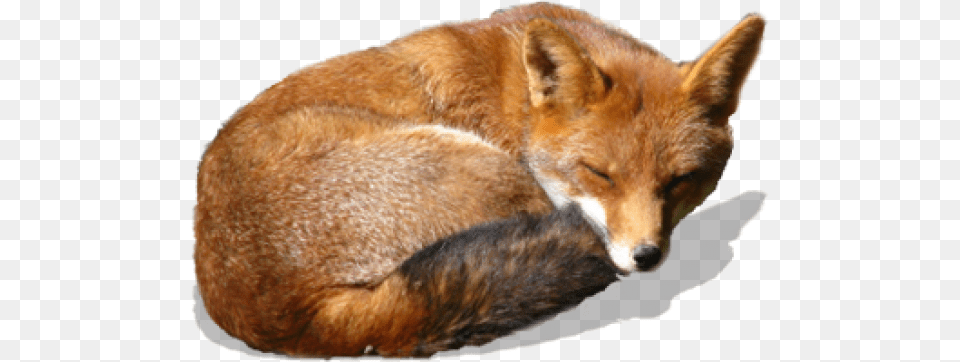 Fox, Animal, Canine, Mammal, Red Fox Png Image