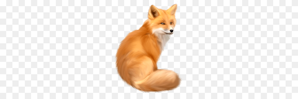 Fox, Animal, Canine, Dog, Mammal Free Png Download